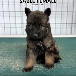 No collar female - Sable female German Shepherd puppy in Osco, Illinois from Sonnenhügel Kennel, LLC
