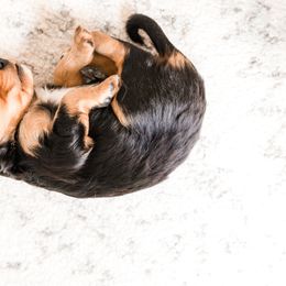 Companion Cross Puppies from The Darling Pup