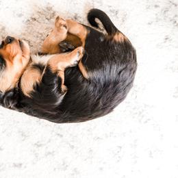 Companion Cross Puppies from The Darling Pup