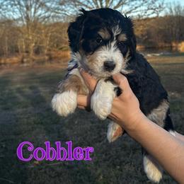Girl 2 - female Bernedoodle puppy in St. James, Missouri from Backwoods Bernedoodles