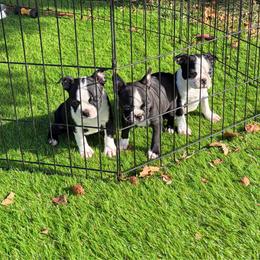 Willa - Black and white female Boston Terrier puppy in Fillmore, Illinois from Wind Hill Puppies
