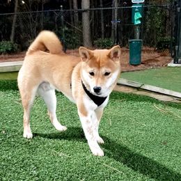Loki - Shiba Inu