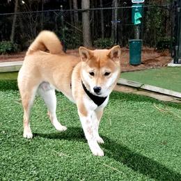 Loki - Shiba Inu