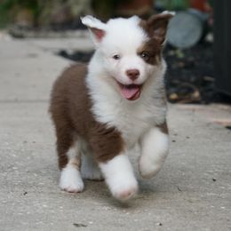 Miniature American Shepherds from Gemstone Minis