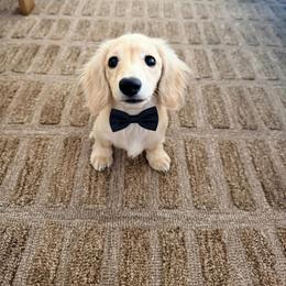 Dachshund Puppies from Dachshund Family Love Breeders