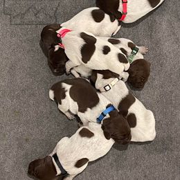 German Shorthaired Pointer Puppies from Triple R German Shorthaired Pointers