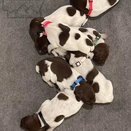 German Shorthaired Pointer Puppies from Triple R German Shorthaired Pointers