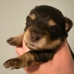 Boy 1 - Liver male Miniature Schnauzer puppy in Avondale, Arizona from Campos Schnauzers
