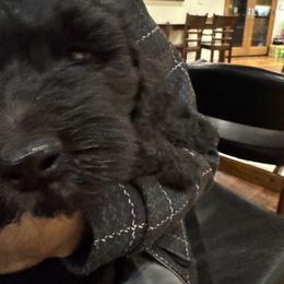 Goldendoodle Puppies from Arizona Doodles