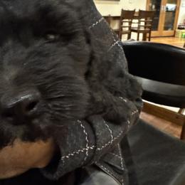 Goldendoodle Puppies from Arizona Doodles