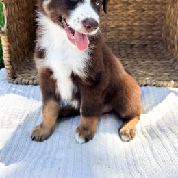 Reef - Red tri-color male Australian Shepherd puppy in Unionville, Iowa from Soap Creek Kennels
