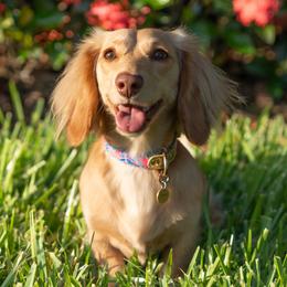 Sage - Dachshund