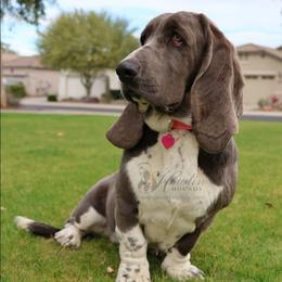 Tally - Basset Hound