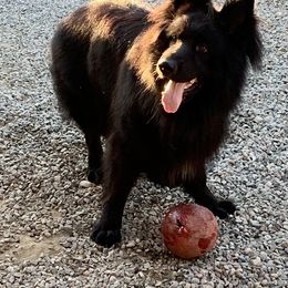 German Shepherd Puppies from Majestic Royal German Shepherd’s
