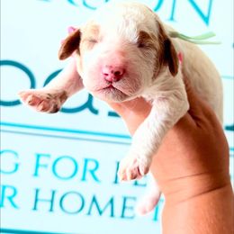 Vanilla - Parti female Goldendoodle puppy in Mc Kee, Kentucky from Jackson County Doodles