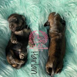 Harlan - Cream male Dachshund puppy in Hornbeck, Louisiana from A&Z Mini Dachshunds