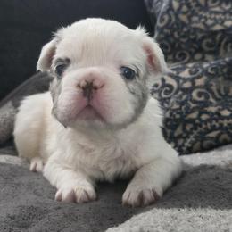 Draco Malfoy - White male French Bulldog puppy in Franklinton, North Carolina from Sweet Carolina Kennel