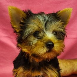 Yorkshire Terriers from Marler's Mini Yorkies