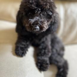 Maltese, Maltipoo, and Poodle Puppies from Healing Pawz LLC