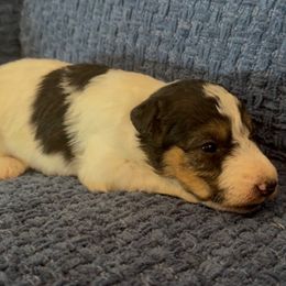 Tank - White black and tan male Wire Fox Terrier puppy in Knoxville, Tennessee from Wire Hairs of Knoxville