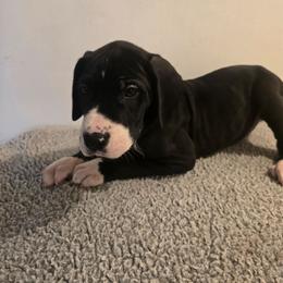 Mantle Male D - Mantle male Great Dane puppy in Golconda, Illinois from Breken Great Danes