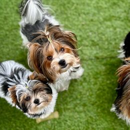 Biewer Terriers and Russian Tsvetnaya Bolonkas from Von Edelweiss Biewer Terriers