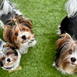 Biewer Terriers and Russian Tsvetnaya Bolonkas from Von Edelweiss Biewer Terriers
