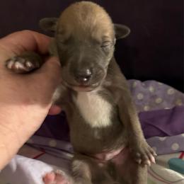 Galaxy - Blue fawn male Greyhound puppy in Florida from Running to Stand Still (RTSS)