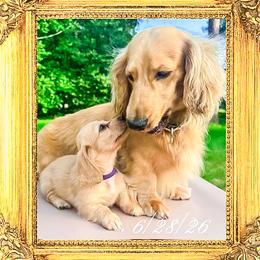 Princess Eleanor - Cream female Dachshund puppy in Splendora, Texas from Ram’s Kennels