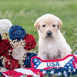 Baby boy 1 - Yellow male Labrador Retriever puppy in Chatfield, Minnesota from Next Generation