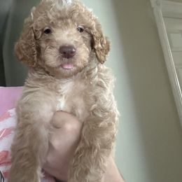Boy 3 - Apricot male Assorted Doodle Crosses puppy in San Jacinto, California from Goldens and Doodles