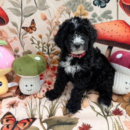 Captain - Black male Goldendoodle puppy in Katy, Texas from Tails of Cypress