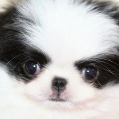 Japanese Chin Puppies from Willowood Dog Kennel