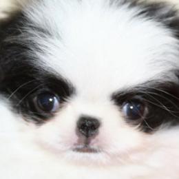 Japanese Chin Puppies from Willowood Dog Kennel