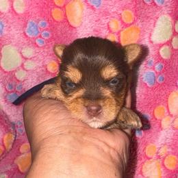 Snickers - Chocolate, tan and white female Yorkshire Terrier puppy in Flowood, Mississippi from Prissy PawPals