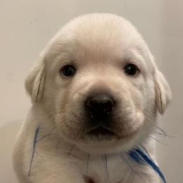 Boy 5 - Yellow male Labrador Retriever puppy in Hutto, Texas from Texas Bluebonnet Labs