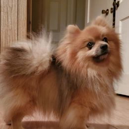 Maverick - Pomeranian