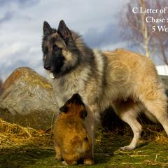 Aanandi - Belgian Tervuren