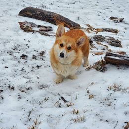 Dora - Pembroke Welsh Corgi