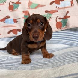 Macchiato - Chocolate and tan male Dachshund puppy in Jacksonville, Florida from Florida Dippin’ Dachshunds & Aussiedoodles