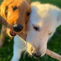 Golden Retriever Puppies from DeClercks Goldens