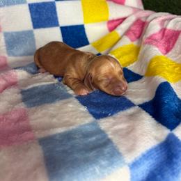 Candy - Wheaten female Dachshund puppy in Lake City, Florida from My Ditzy Doxies of Florida