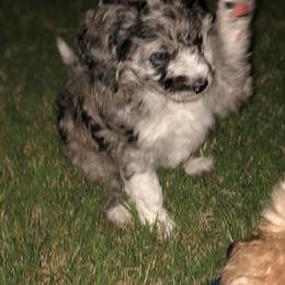 Poodle Puppies from Timber Hills Poodles and Doodles
