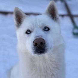 Loki - Siberian Husky