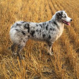 Australian Shepherd and Miniature American Shepherd All Grown Up from Whispering Valley Miniature American Shepherds and Australian Shepherds