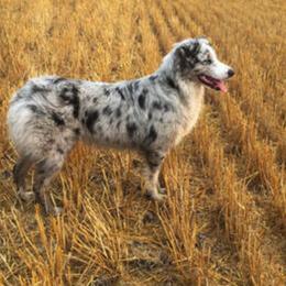 Australian Shepherd and Miniature American Shepherd All Grown Up from Whispering Valley Miniature American Shepherds and Australian Shepherds