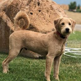 Goldendoodle and Labradoodle All Grown Up from Artisan Doodles