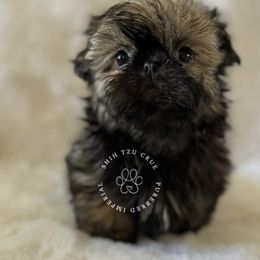 ROXY - Gold Shih Tzu puppy in Tehachapi, California from Shih Tzu Crue