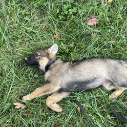 German Shepherd Puppies from Adelheid Shepherds