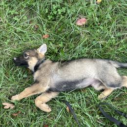German Shepherd Puppies from Adelheid Shepherds
